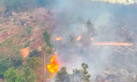 Cháy 6ha rừng ở Gia Lai, huy động 50 người dập lửa