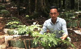 Vì sao sâm Ngọc Linh ở Kon Tum chết hàng loạt?