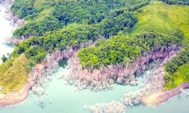 Xót xa cảnh 25ha rừng chết úng vì thuỷ điện tích nước 