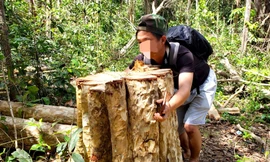 Xác định 2 đối tượng đốn hạ 149 cây rừng ở Gia Lai