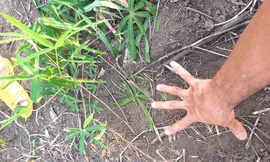 Dấu chân khổng lồ của một con voi để lại tại rẫy mì của người dân