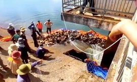 Thủng lỗ trên thân đập thủy lợi ở Gia Lai, khẩn trương sơ tán người dân