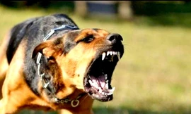 Một phụ nữ tử vong sau 13 ngày bị răng chó dại đã chết cứa vào tay