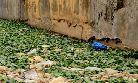 Rác thải ngập tràn các hồ nước ngay trung tâm Đà Lạt 