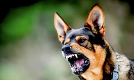 Bị chó cắn khi bắt thịt, người đàn ông tử vong do bệnh dại
