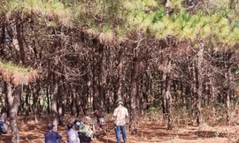 Thanh niên tử vong trong tư thế treo cổ ở rừng thông