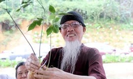 Kon Tum mục tiêu có 10 nghìn ha sâm Ngọc Linh