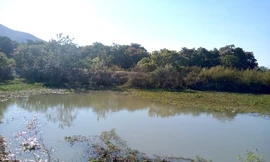 Tắm ao, 2 em nhỏ đuối nước tử vong