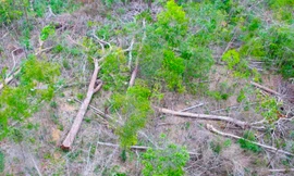 UBND tỉnh Gia Lai yêu cầu xử lý nghiêm vụ phá rừng ở suối Ia Díp