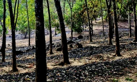 Đi ăn cưới, người đàn ông bàng hoàng nhận tin rẫy cao su hơn 700 cây bị cháy