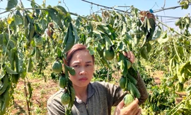 Một hộ dân ở Gia Lai bị kẻ gian chặt phá gần 600 cây cà phê, chanh dây