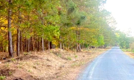 Đi qua rừng thông, bé gái bị nam thanh niên hiếp dâm