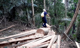 Gia Lai: Lại phát hiện 6ha rừng bị tàn phá 