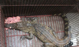 Hà Nội: Bắt được cá sấu trong mương nước