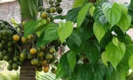 Ảnh minh hoạ: Internet