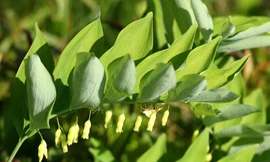 Ảnh minh hoạ: Internet