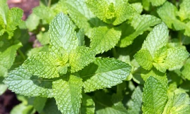 Ảnh minh hoạ: Internet