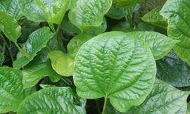 Ảnh minh họa: Internet