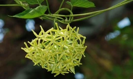 Ảnh minh họa: Internet