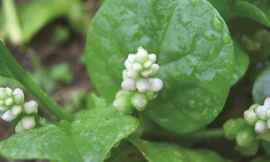 Ảnh minh họa: Internet