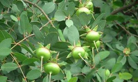 Ảnh minh họa: Internet