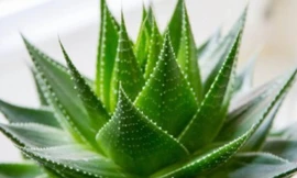 Ảnh minh họa: Internet