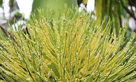 Ảnh minh họa: Internet