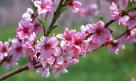 Ảnh minh họa: Internet