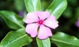 Ảnh minh họa: Internet