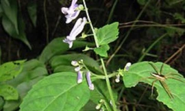 Ảnh minh họa: Internet