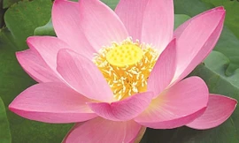 Ảnh minh họa: Internet