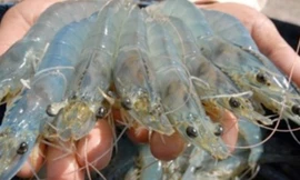 Ảnh minh họa: Internet