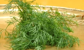 Ảnh minh họa: Internet