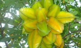 Ảnh minh hoạ: Internet