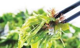 Ảnh minh họa: Internet