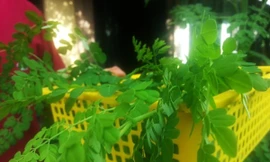 Ảnh minh họa: Internet