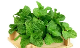 Ảnh minh hoạ: Internet