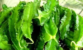 Ảnh minh họa: Internet