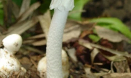 Ảnh minh họa: Internet