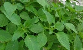 Ảnh minh hoạ: Internet