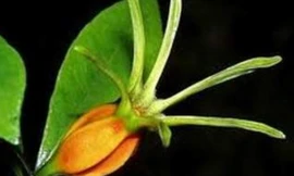 Ảnh minh họa: Internet