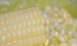 Ảnh minh hoạ: Internet