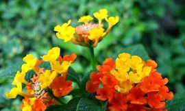 Ảnh minh hoạ: Internet