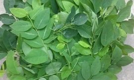 Ảnh minh hoạ: Internet