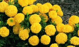 Ảnh minh họa: Internet