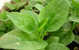 Ảnh minh hoạ: Internet