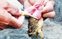 Ảnh minh họa: Internet