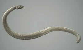 Ảnh minh hoaj: Internet