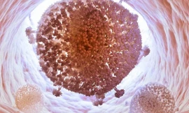 Ảnh minh họa: Internet