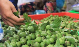 Ảnh minh họa: Internet